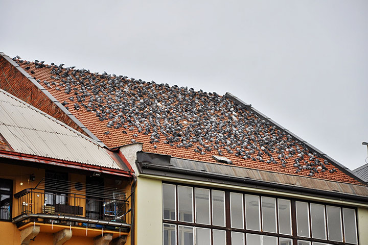 A2B Pest Control are able to install spikes to deter birds from roofs in Walworth. 