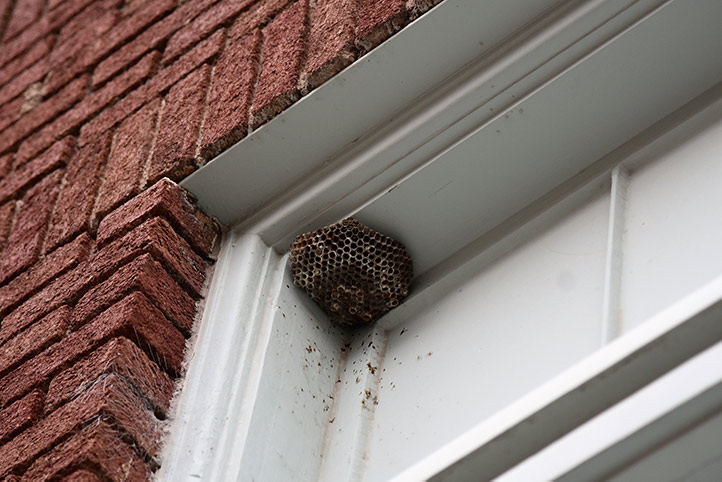 We provide a wasp nest removal service for domestic and commercial properties in Walworth.